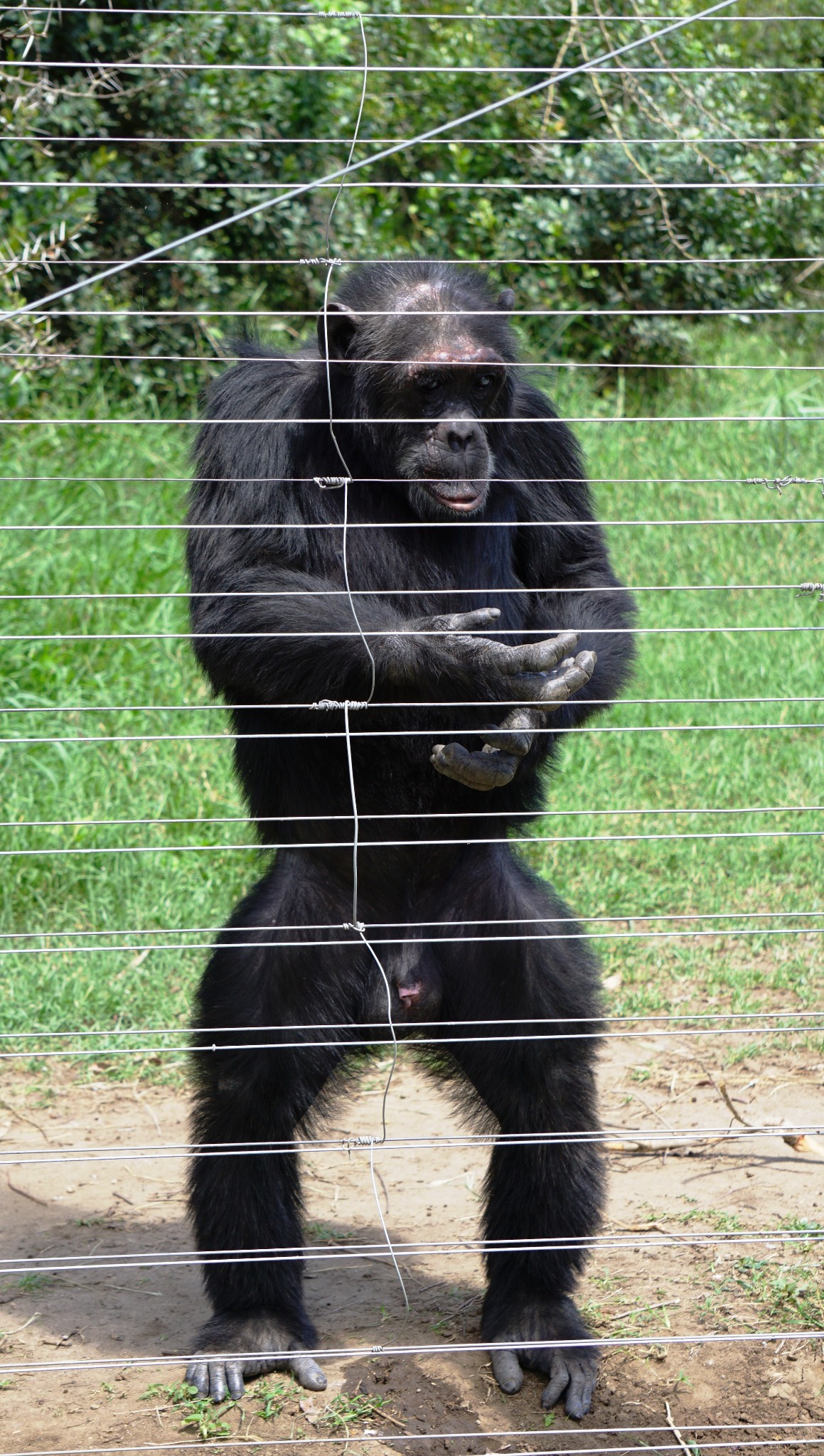 访问甜水公园黑猩猩保护中心,黑猩猩正在伸手讨吃的