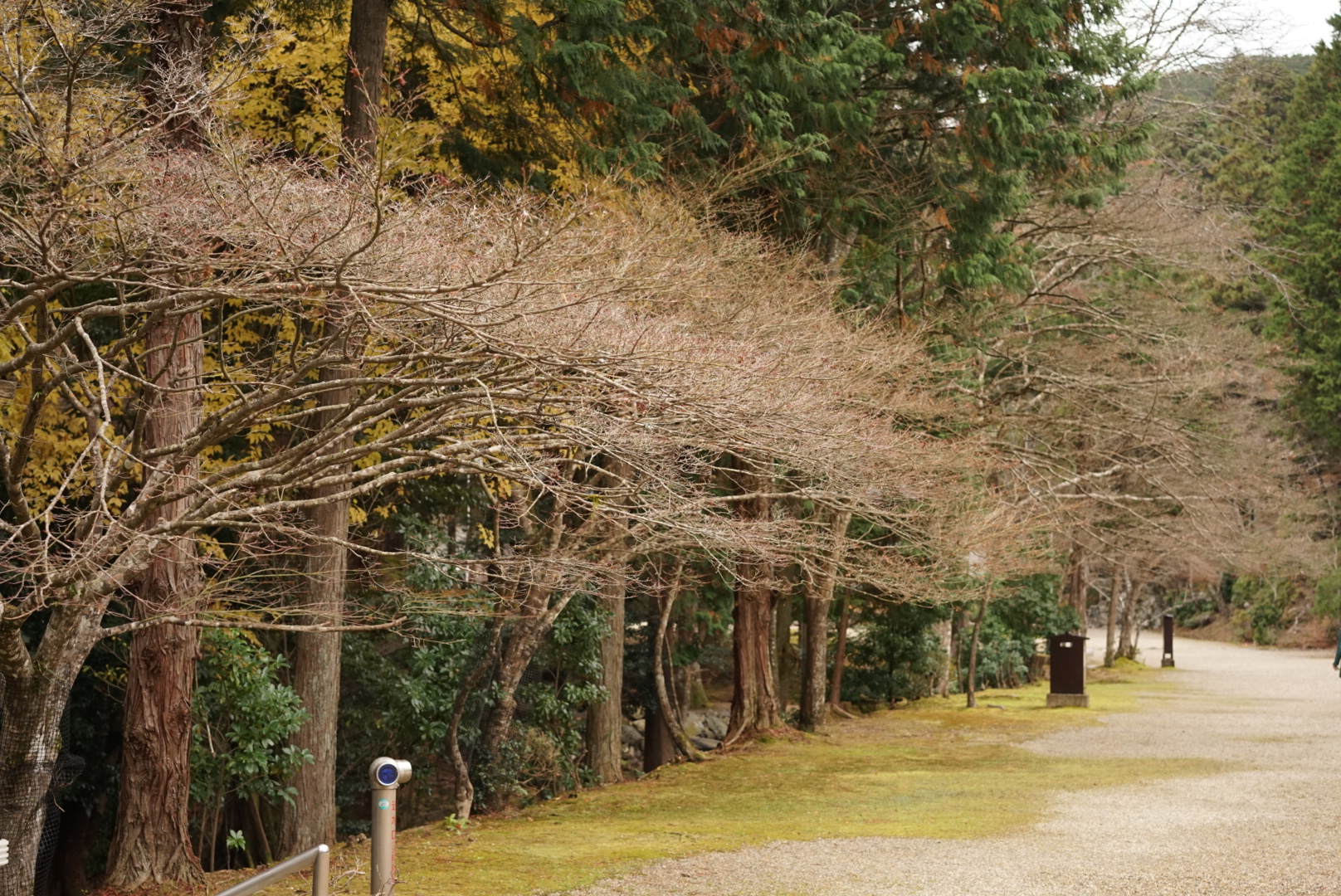 京都自助遊攻略