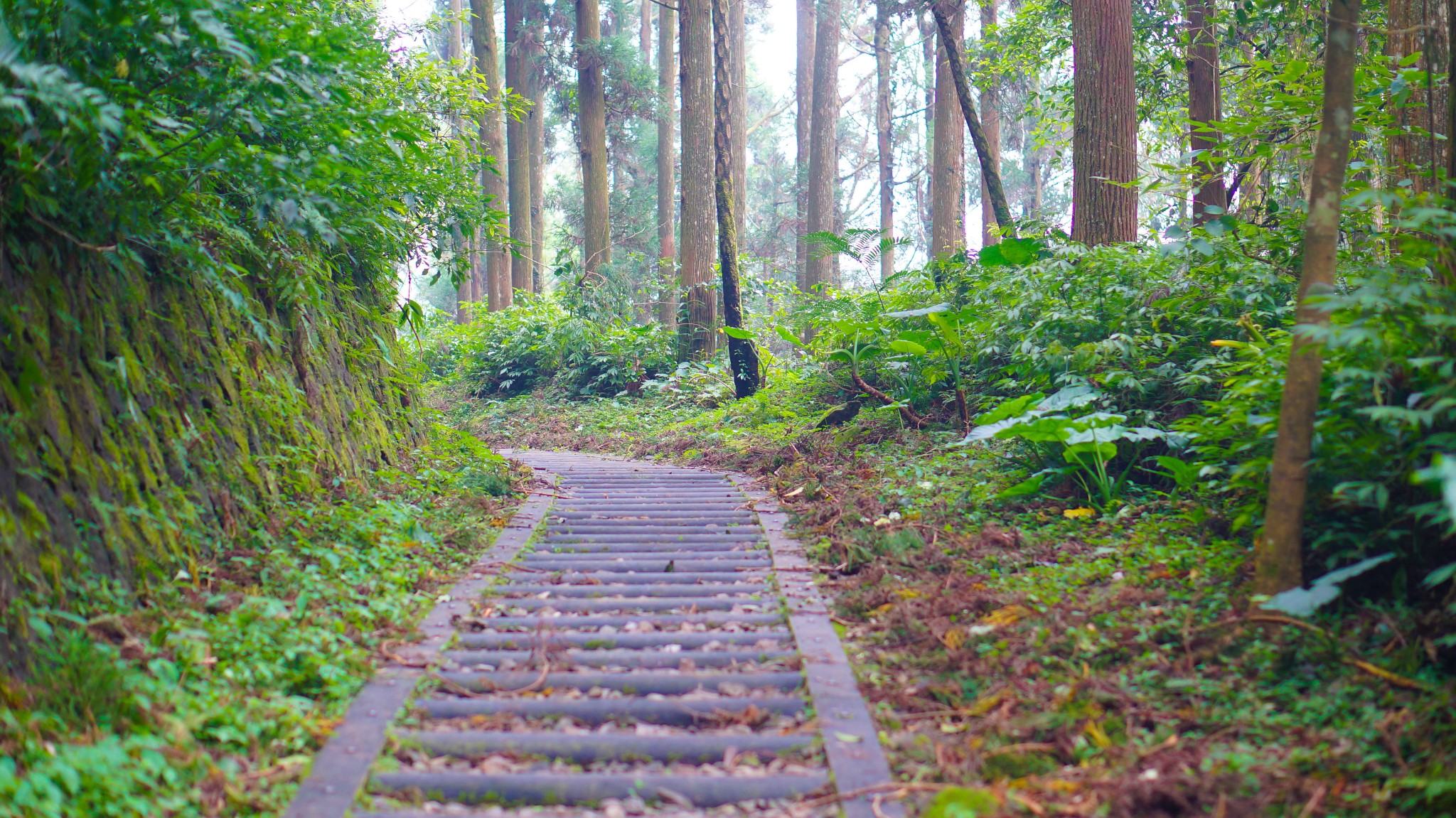 阿裡山自助遊攻略