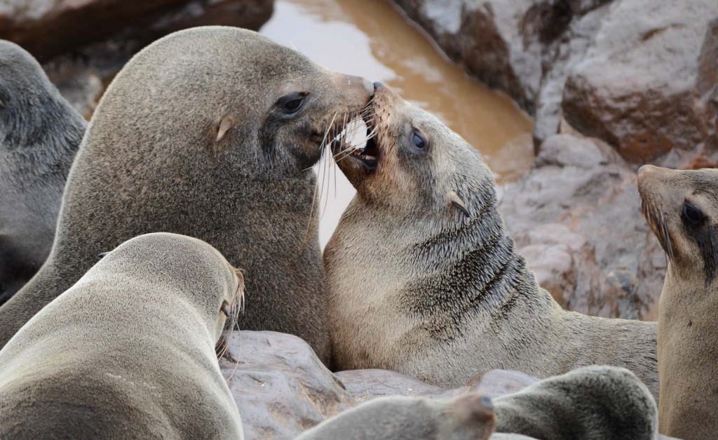米熊俱乐部大风起沙米熊俱乐部官网