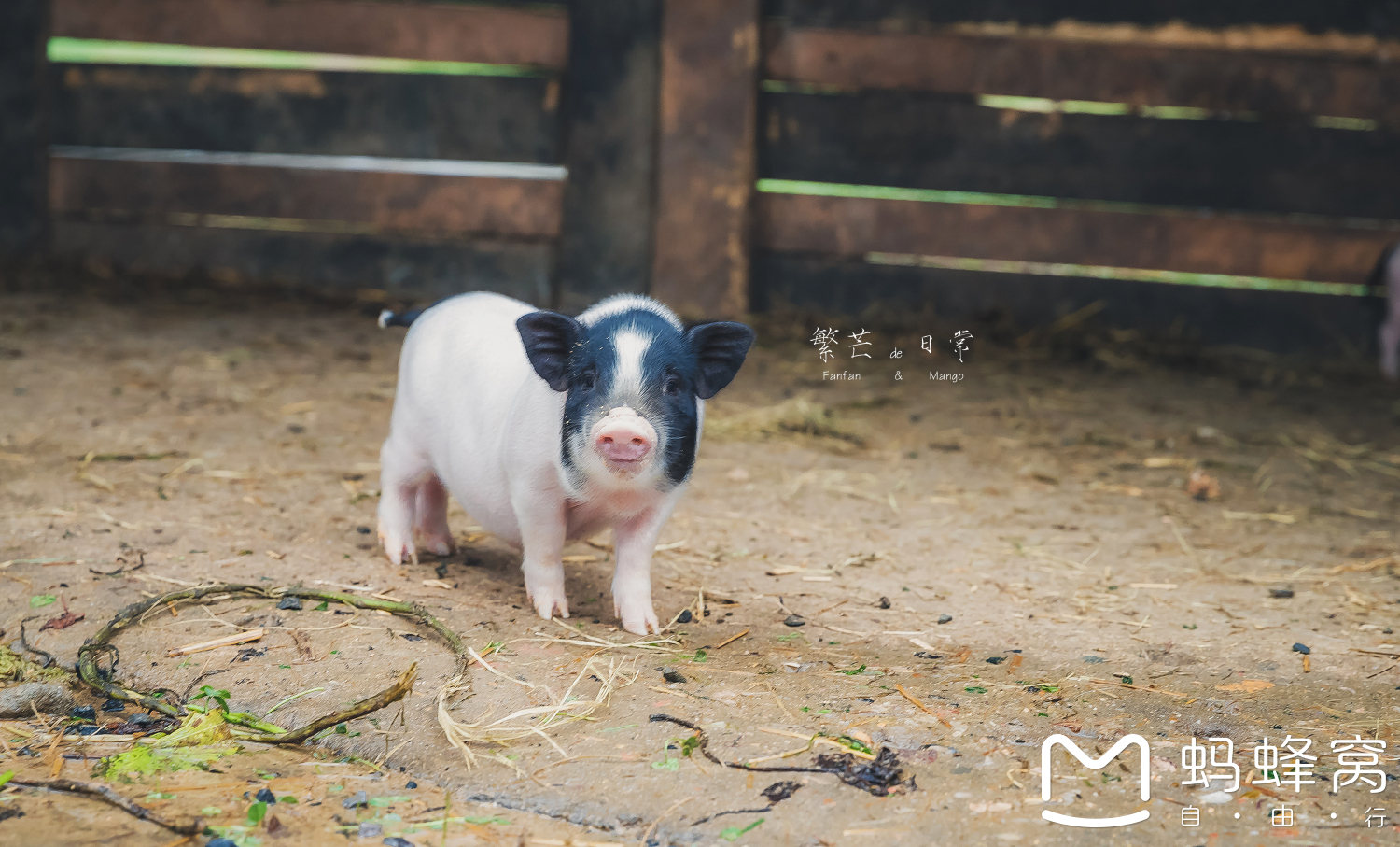 一杆挑:两大两小加两狗の花样游@花间堂无锡@莫干山乐溪竹坞--无锡