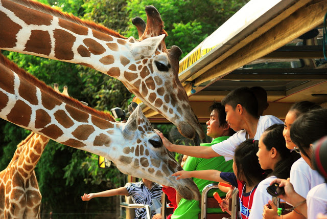 清邁夜間動物園門票親子游必選快速出票表演步行區食草區食肉區遊覽車