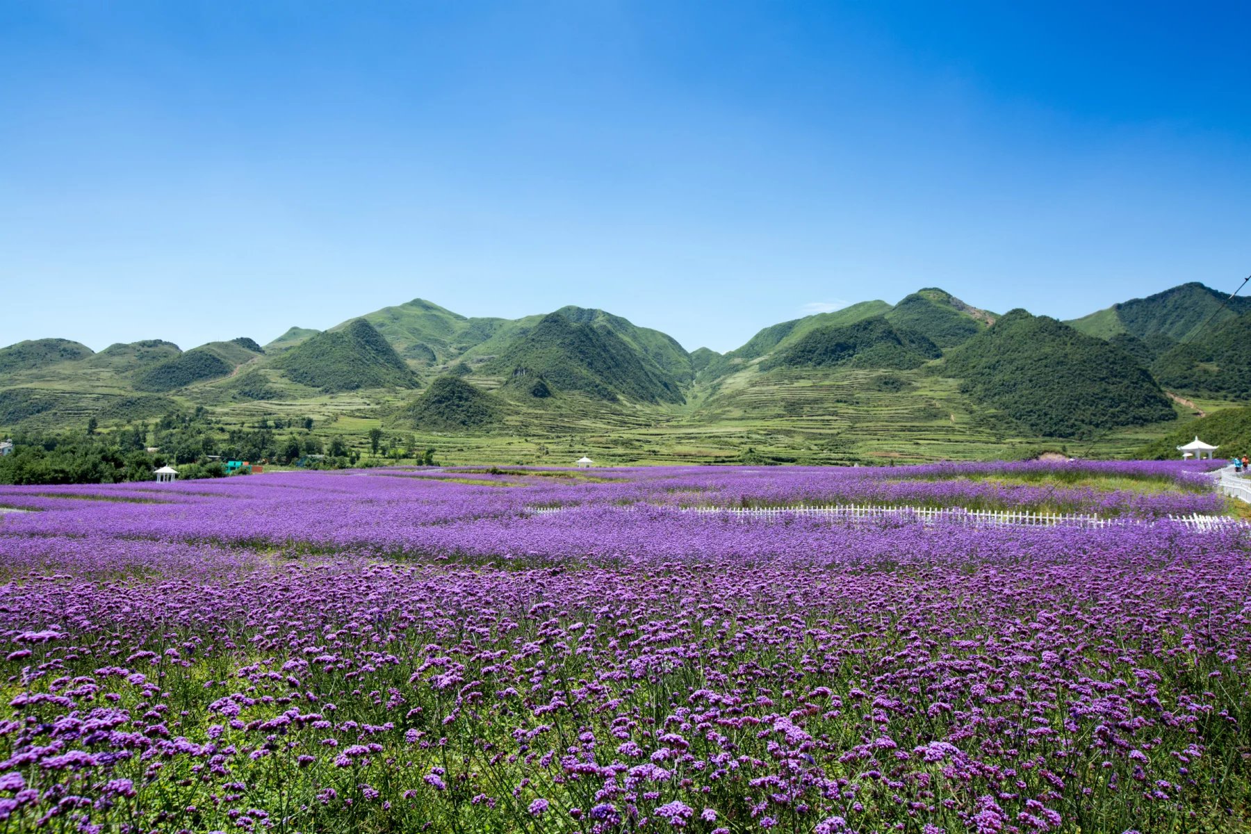 韭菜坪之花,故艾蒙之夏,赫章旅遊攻略 - 馬蜂窩