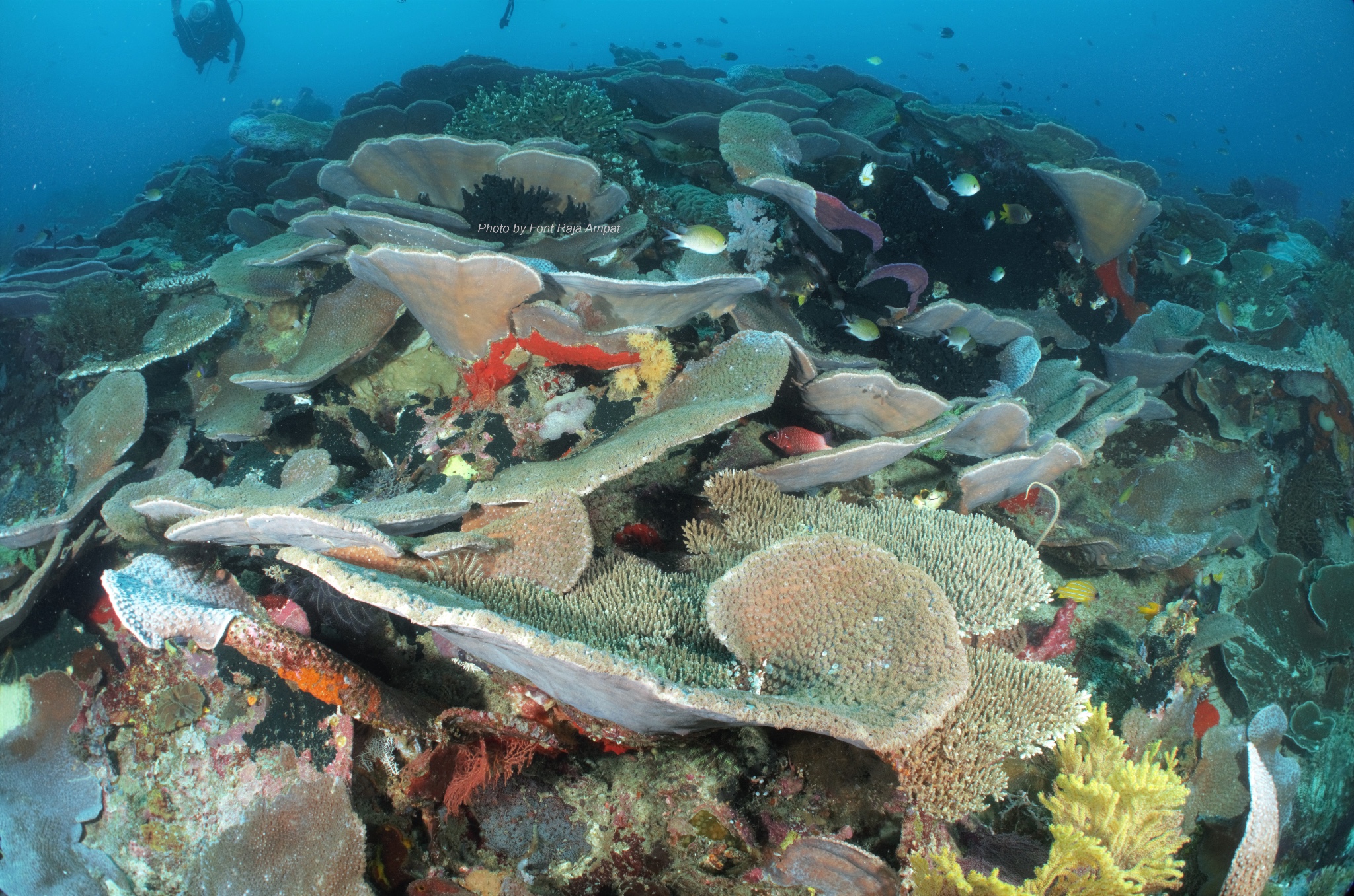 印尼四王島(raja ampat)sea safariiv船宿圖片321,四王群島旅遊景點