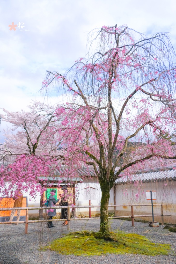 什么时候去日本看樱花比较好 wKgBs1hELiaAKga6AA3z6ErBxKE18.jpeg?imageView2%2F2%2Fw%2F680%2Fq%2F90