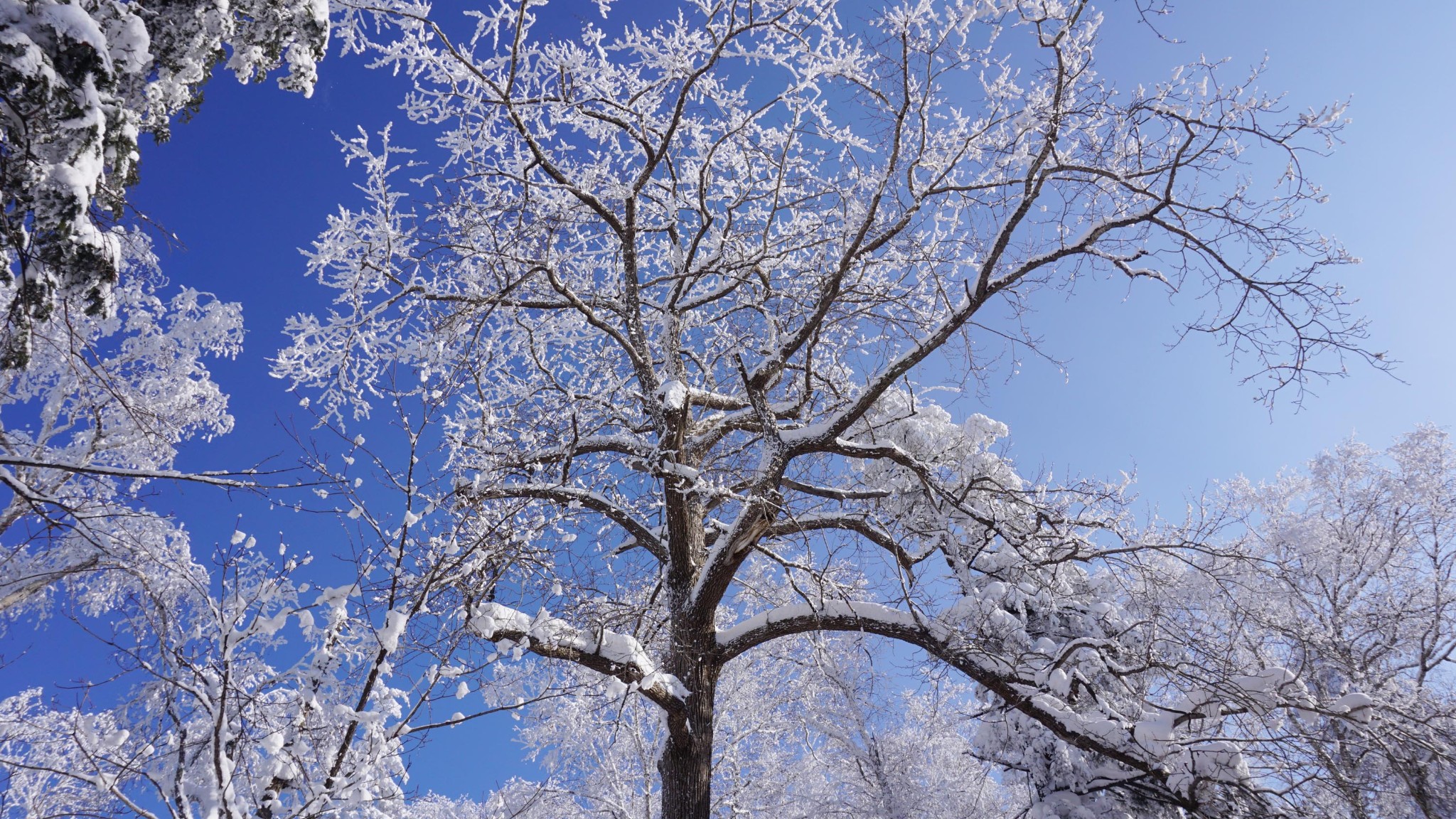 雪鄉自助遊攻略